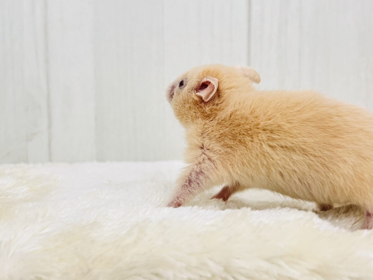 ひときわ輝く✨ルビーアイ♦️のキンクマハムスターの男の子💙 ゴールデンハムスター
