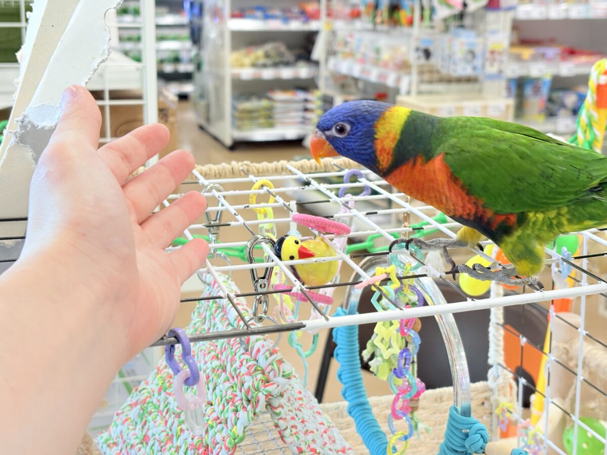 ゴシキセイガイインコ