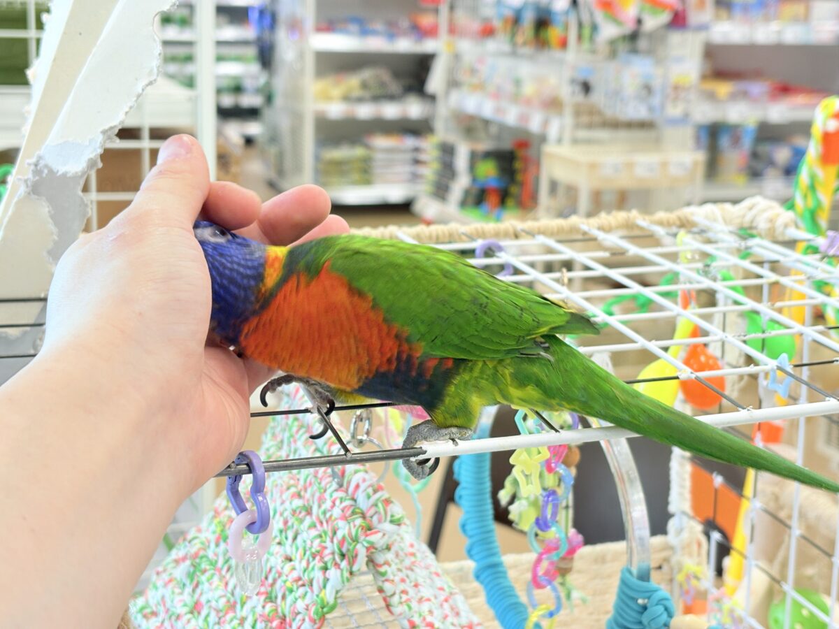 ゴシキセイガイインコ