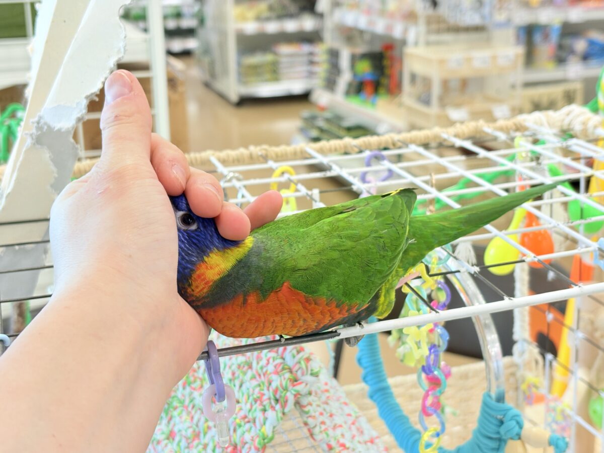 ゴシキセイガイインコ