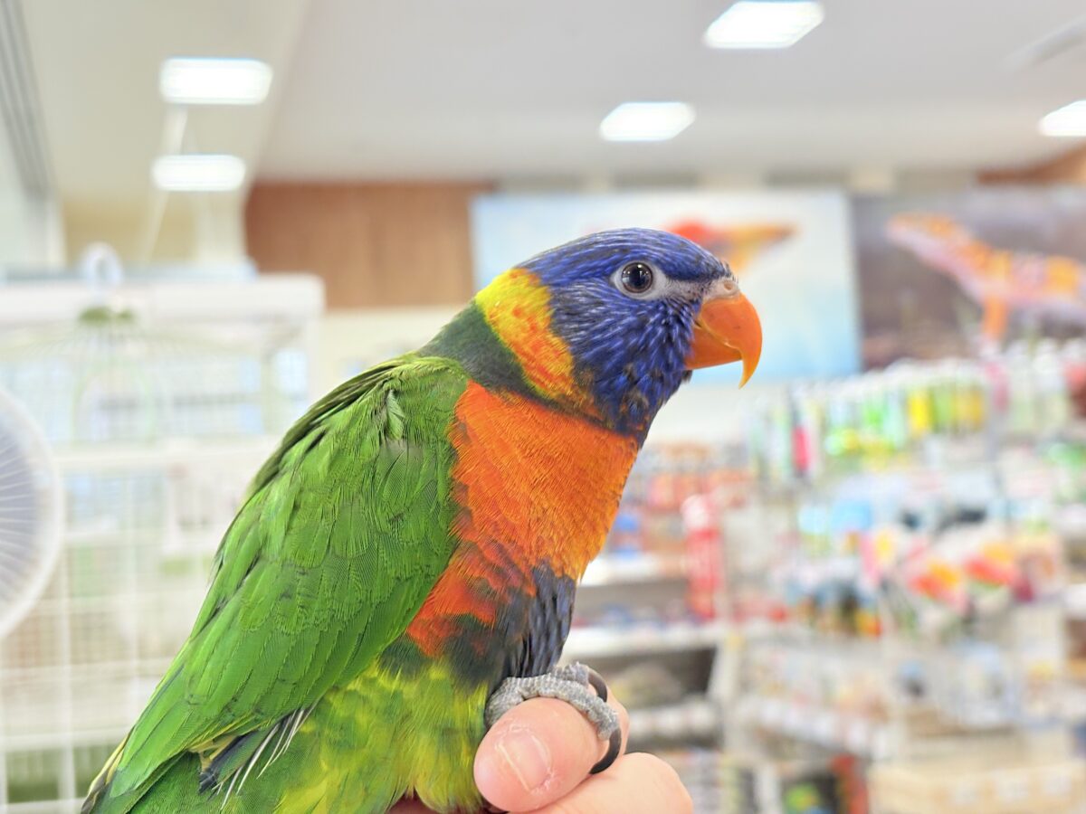 ゴシキセイガイインコ