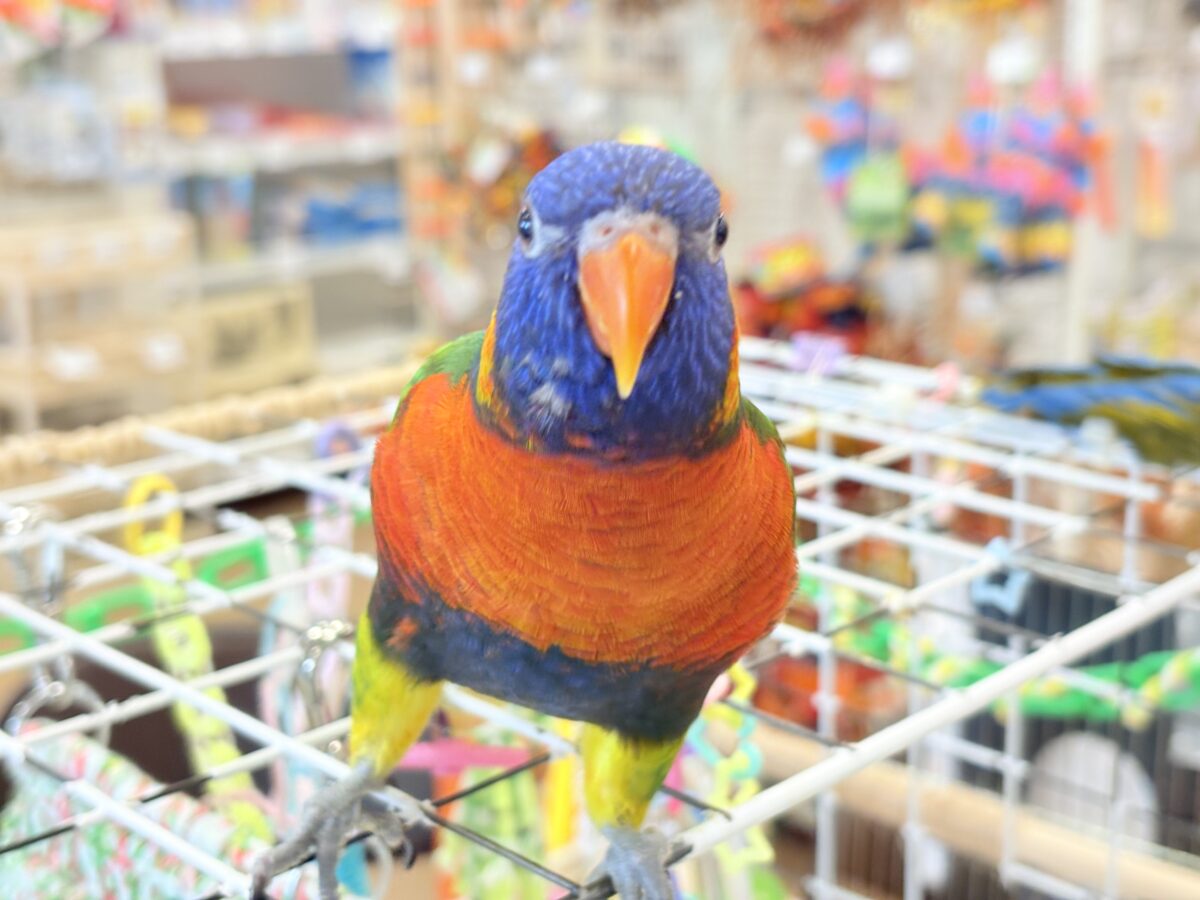 ゴシキセイガイインコ