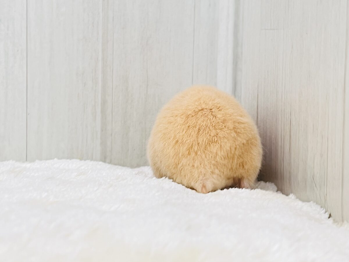 ひときわ輝く✨ルビーアイ♦️のキンクマハムスターの男の子💙 ゴールデンハムスター