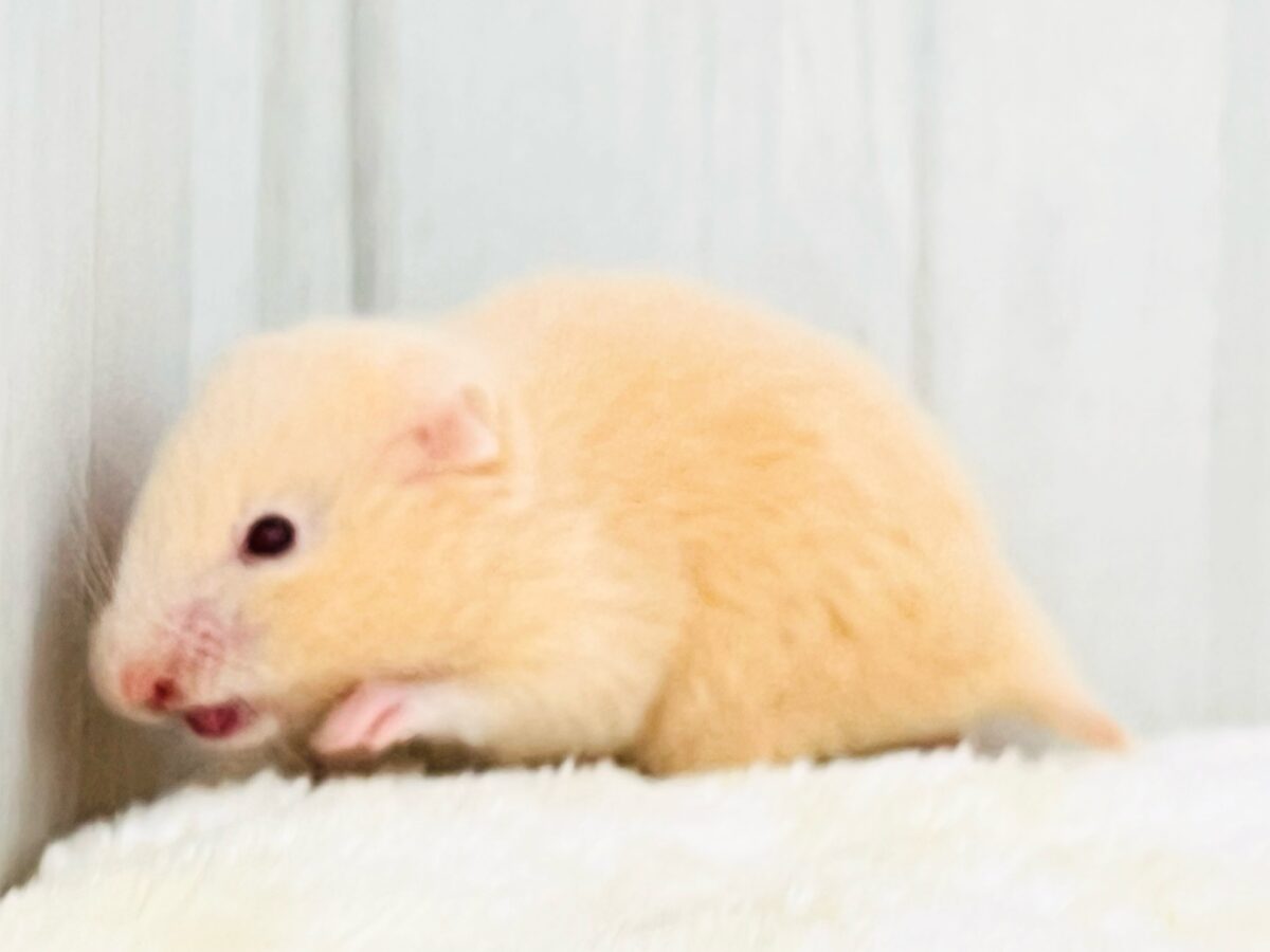 ひときわ輝く✨ルビーアイ♦️のキンクマハムスターの男の子💙 ゴールデンハムスター
