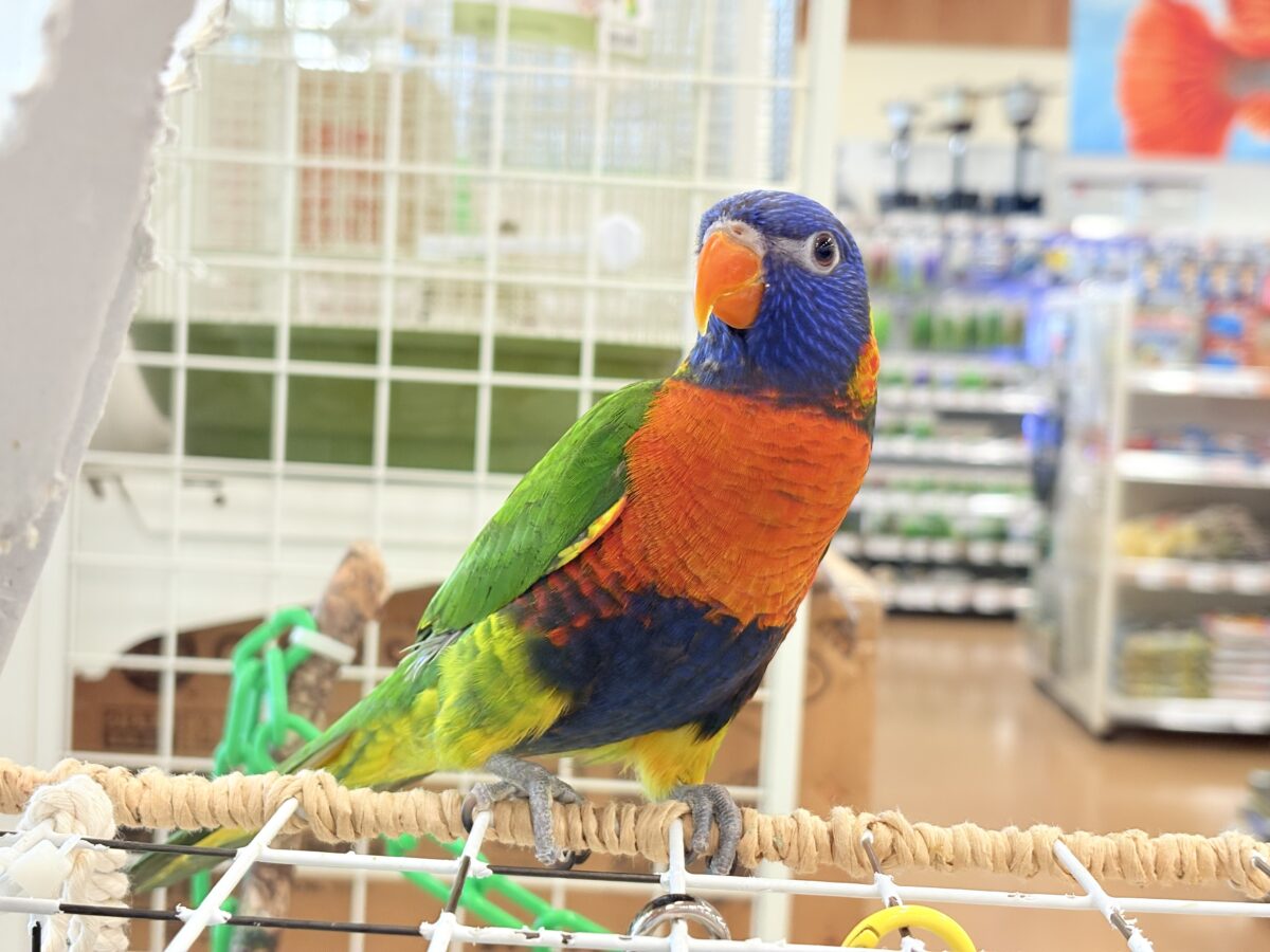 ゴシキセイガイインコ