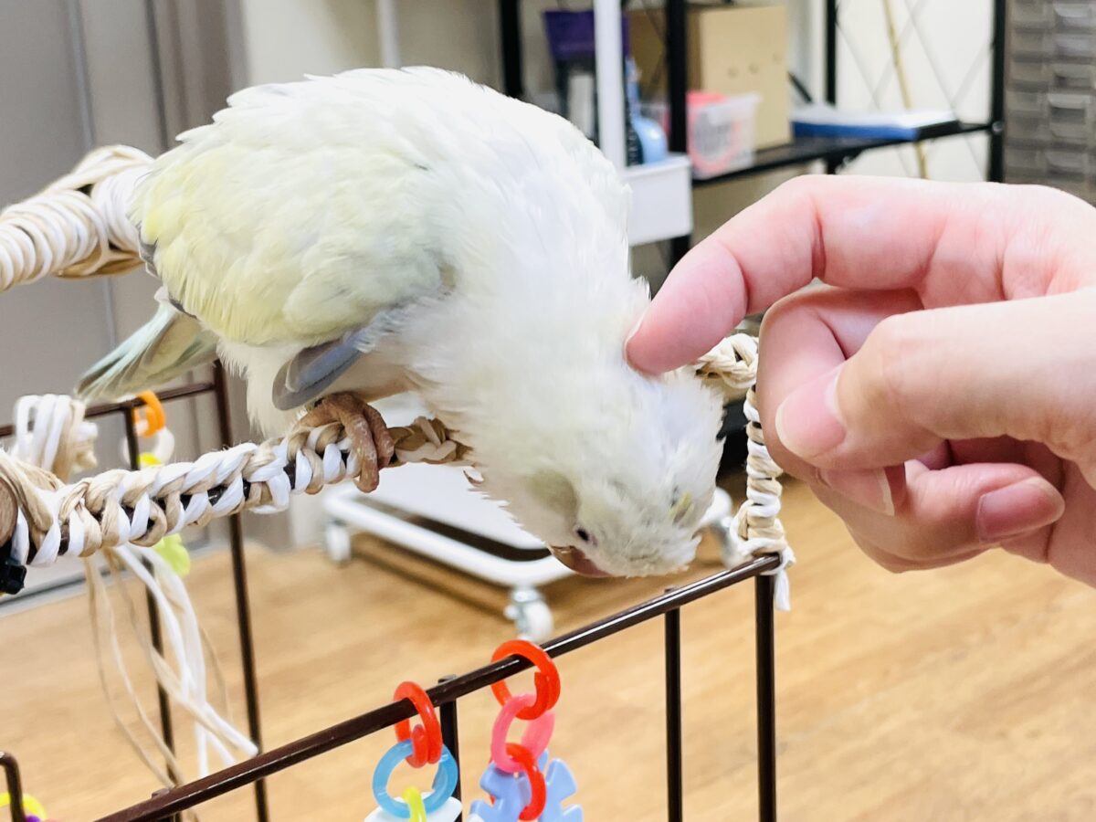 【最新画像】ファンシーポップ🍬🪅🫧オキナインコ(アクアブルーパリドオパーリン) オキナインコ