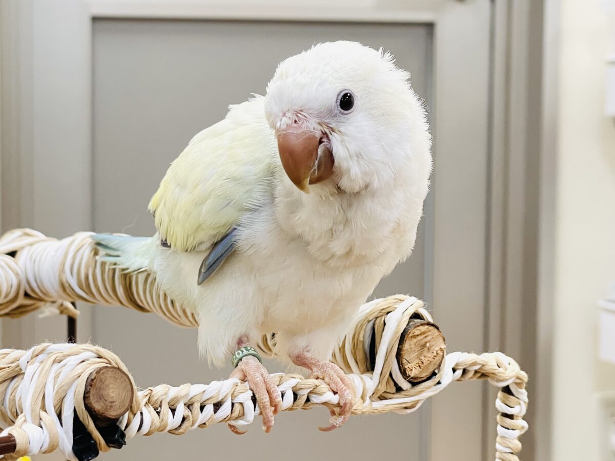 オキナインコ
