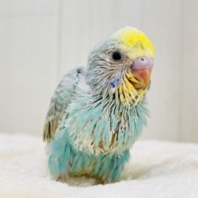 エメラルドの輝き✨💎セキセイインコのパステルレインボー