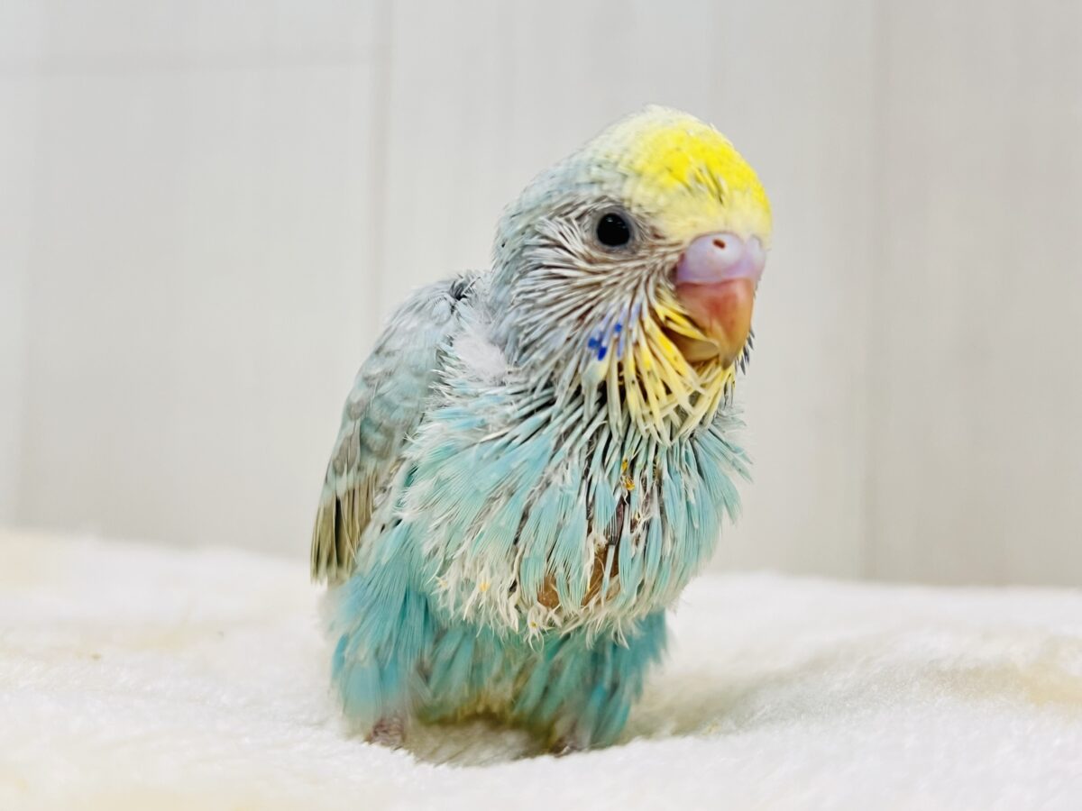 エメラルドの輝き✨💎セキセイインコのパステルレインボー