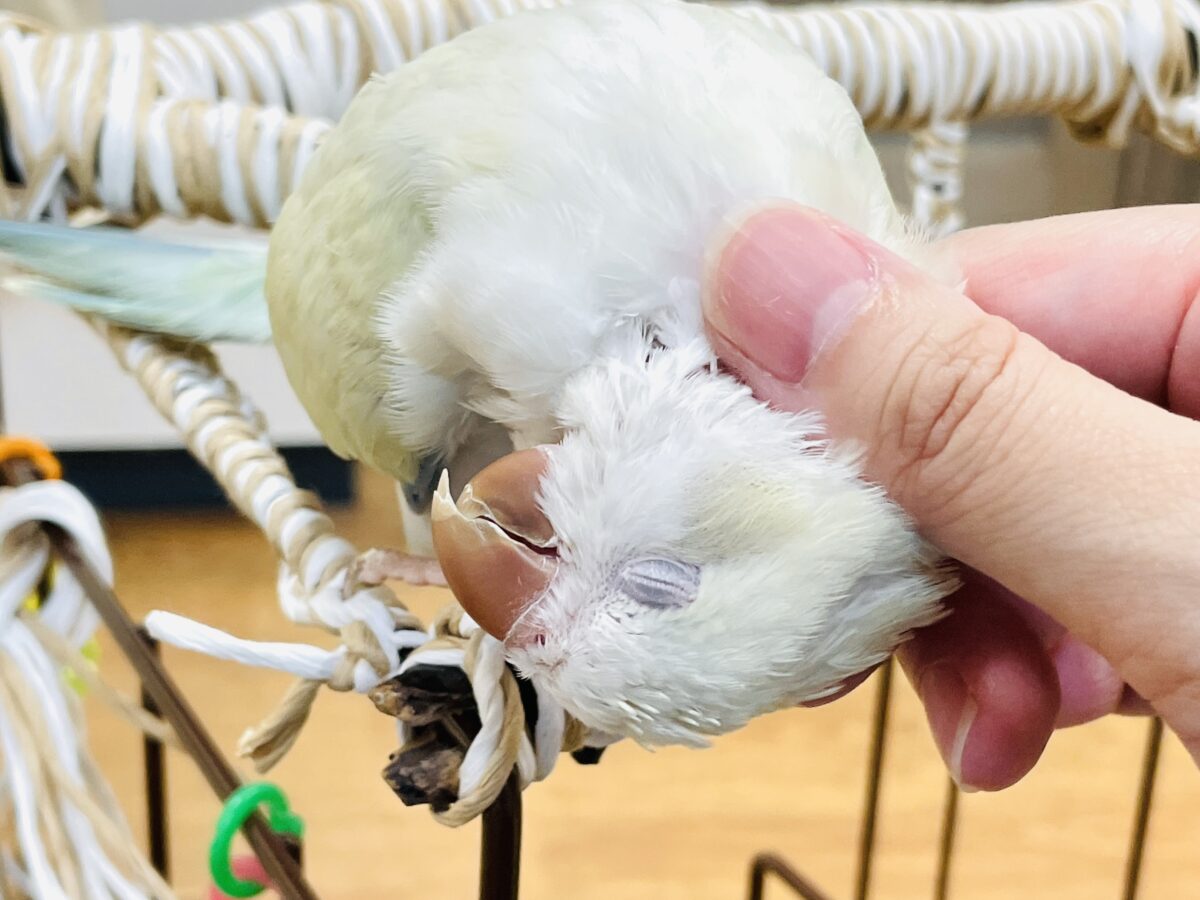 【最新画像】ファンシーポップ🍬🪅🫧オキナインコ(アクアブルーパリドオパーリン) オキナインコ
