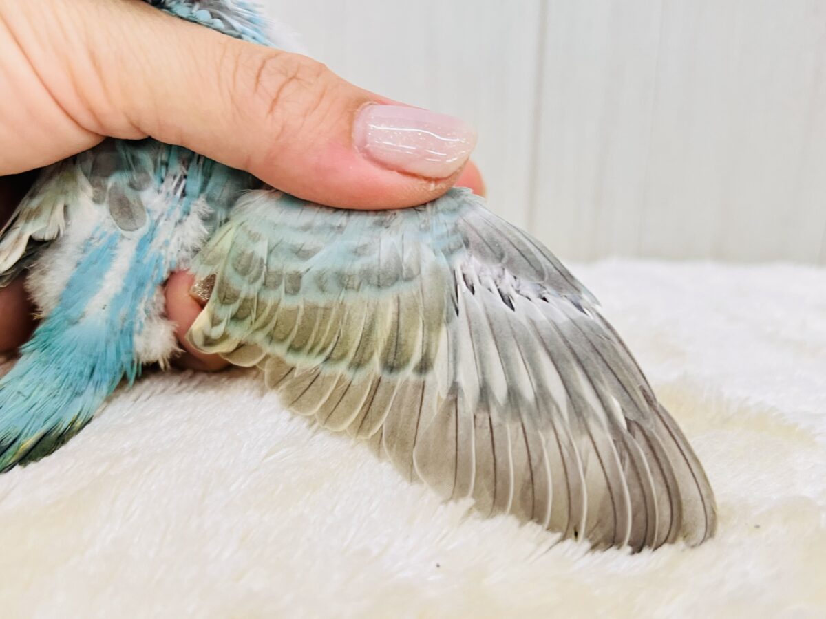 鮮やかなパンジー🌺華やかさだけじゃない!セキセイインコのパステルレインボー🌈 セキセイインコ
