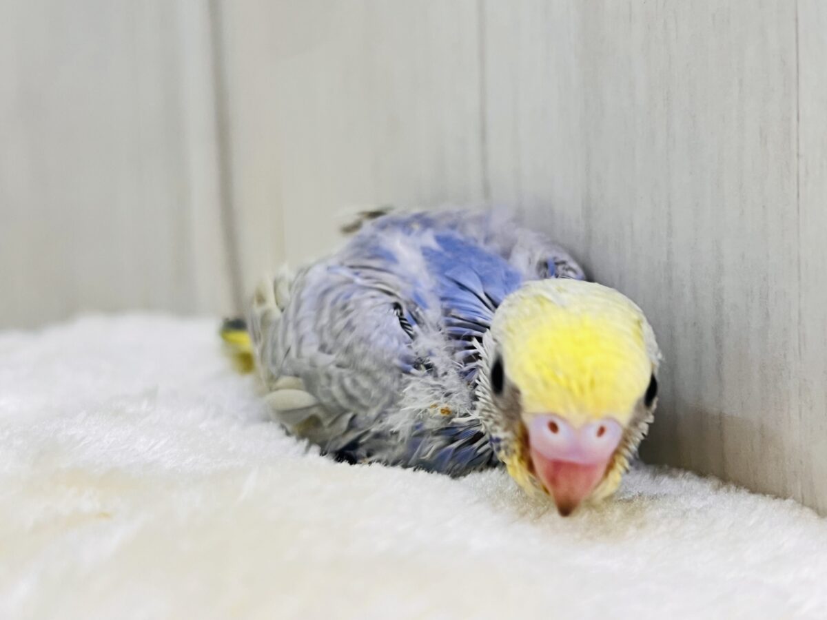 鮮やかなパンジー🌺華やかさだけじゃない!セキセイインコのパステルレインボー🌈 セキセイインコ