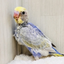 鮮やかなパンジー🌺華やかさだけじゃない！セキセイインコのパステルレインボー🌈