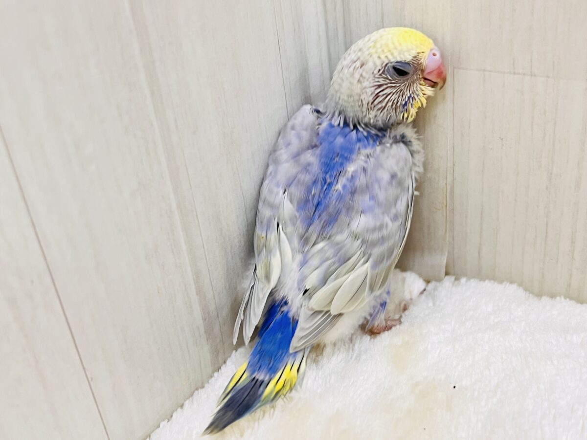鮮やかなパンジー🌺華やかさだけじゃない!セキセイインコのパステルレインボー🌈 セキセイインコ