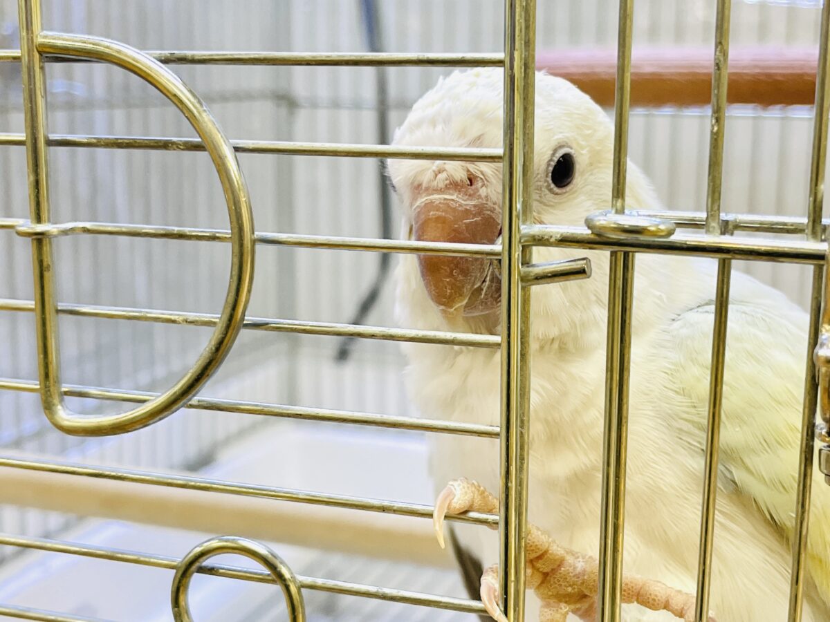 【最新画像】ファンシーポップ🍬🪅🫧オキナインコ(アクアブルーパリドオパーリン) オキナインコ