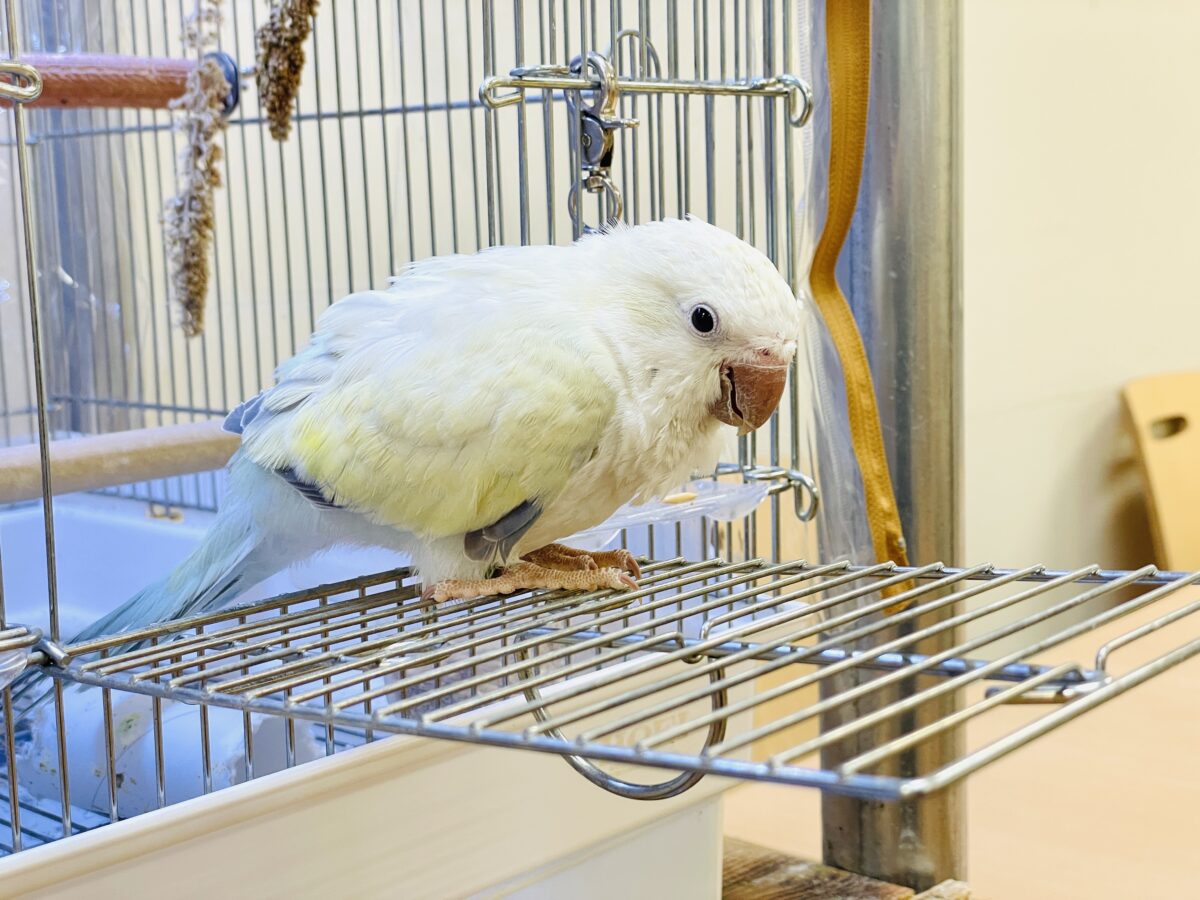 【最新画像】ファンシーポップ🍬🪅🫧オキナインコ(アクアブルーパリドオパーリン) オキナインコ