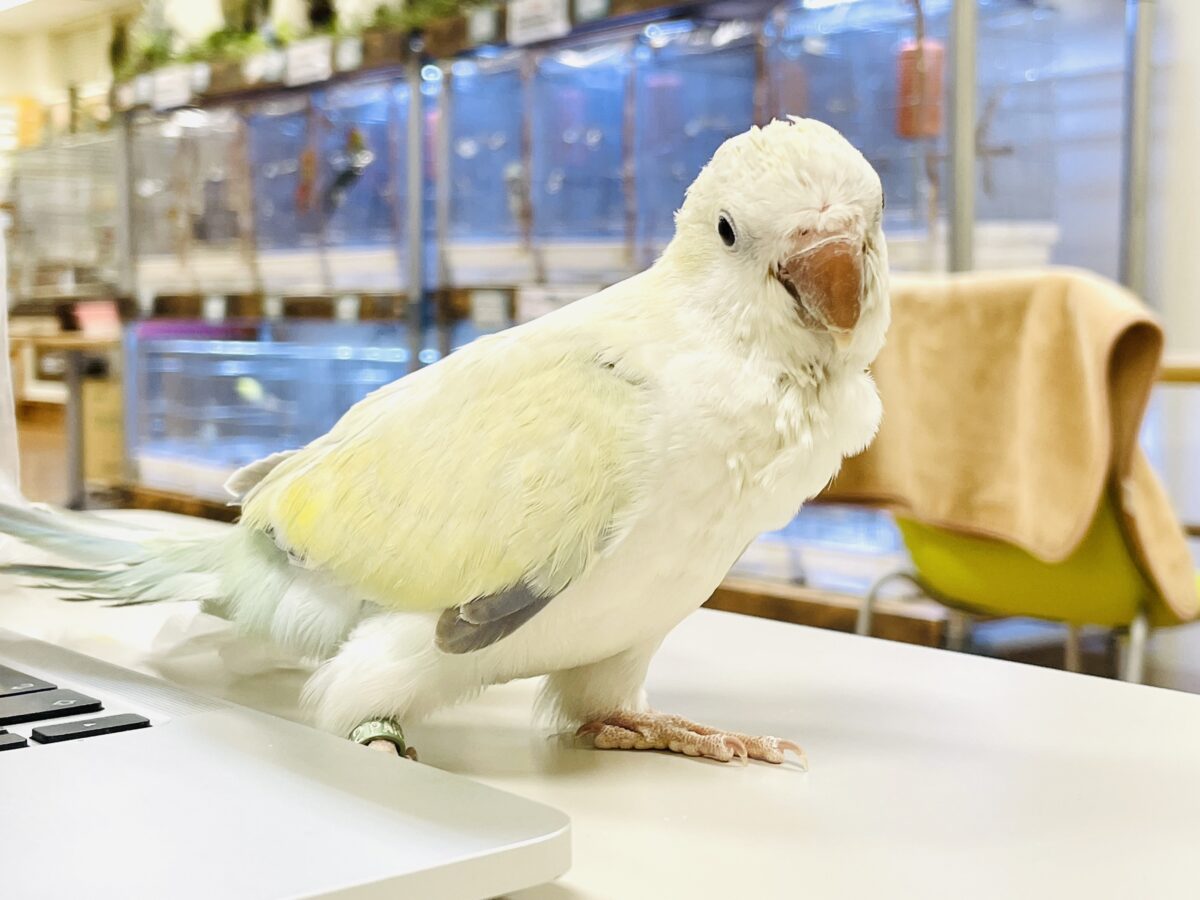 【最新画像】ファンシーポップ🍬🪅🫧オキナインコ(アクアブルーパリドオパーリン) オキナインコ