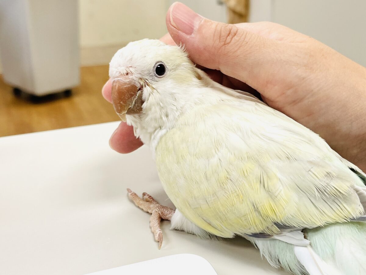 【最新画像】ファンシーポップ🍬🪅🫧オキナインコ(アクアブルーパリドオパーリン) オキナインコ