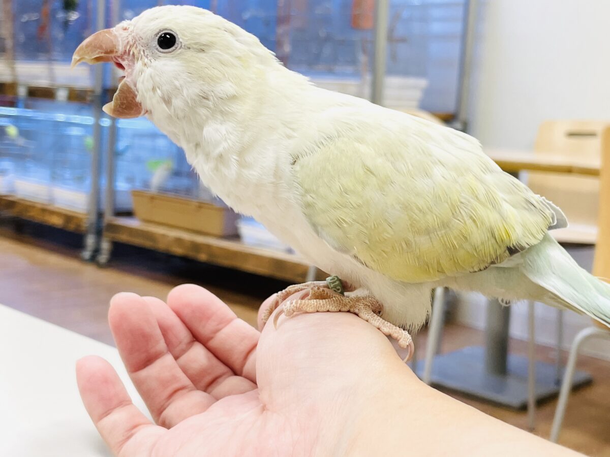【最新画像】ファンシーポップ🍬🪅🫧オキナインコ(アクアブルーパリドオパーリン) オキナインコ