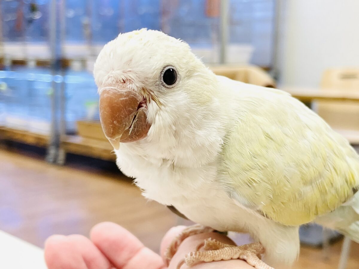 【最新画像】ファンシーポップ🍬🪅🫧オキナインコ(アクアブルーパリドオパーリン) オキナインコ