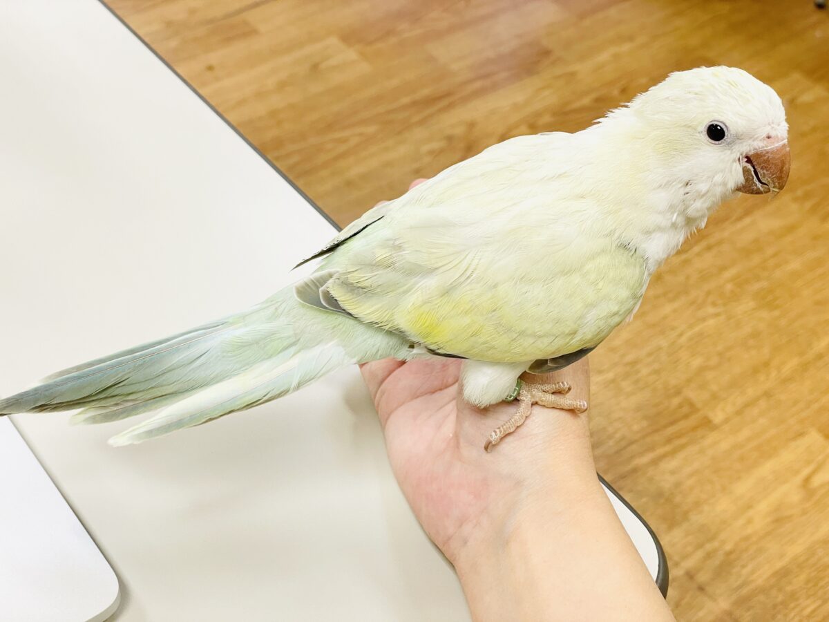 【最新画像】ファンシーポップ🍬🪅🫧オキナインコ(アクアブルーパリドオパーリン) オキナインコ