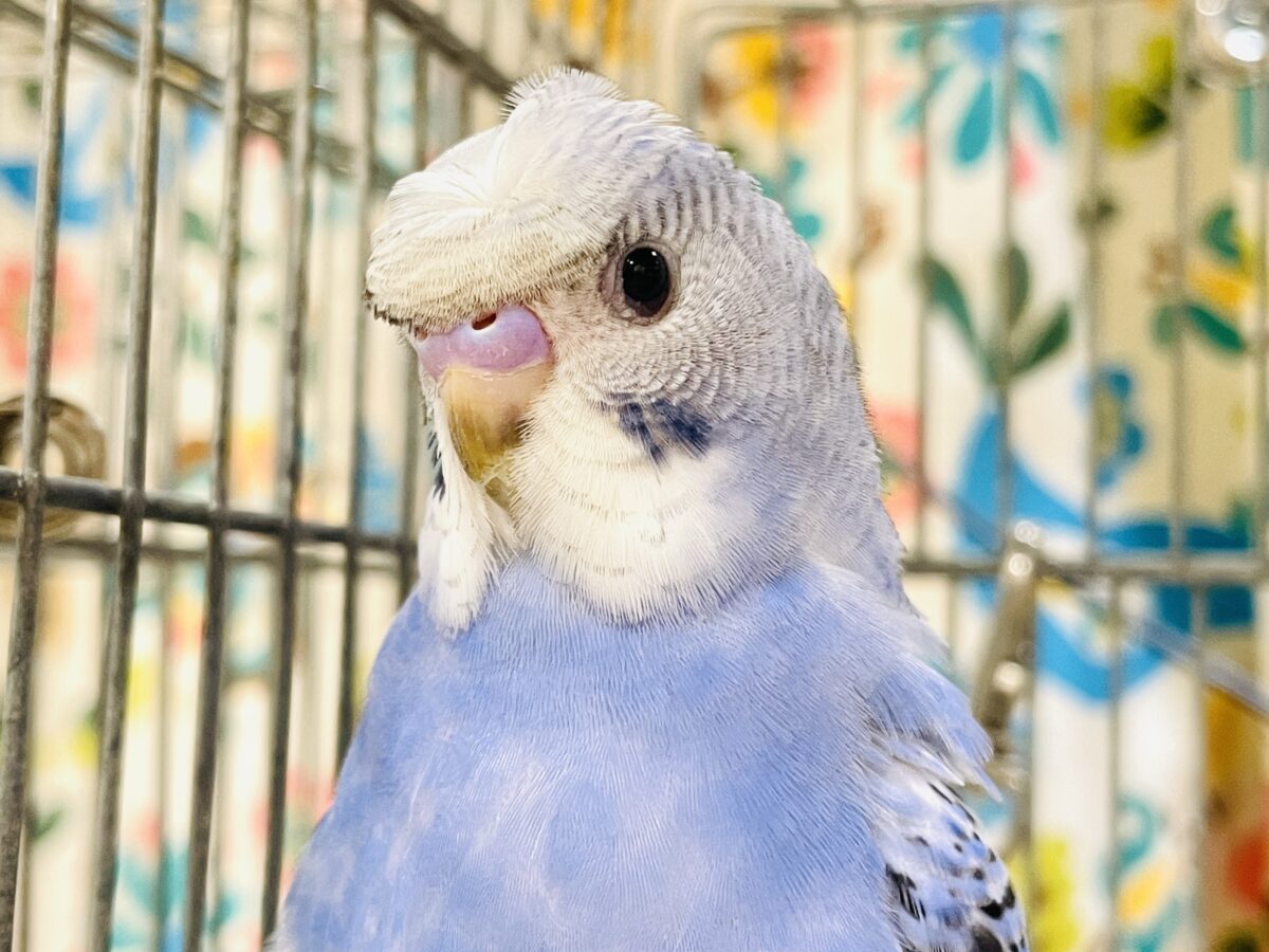 【最新画像】おカッパ頭がトレードマーク🪄梵天セキセイインコ(オパーリン) 梵天セキセイインコ