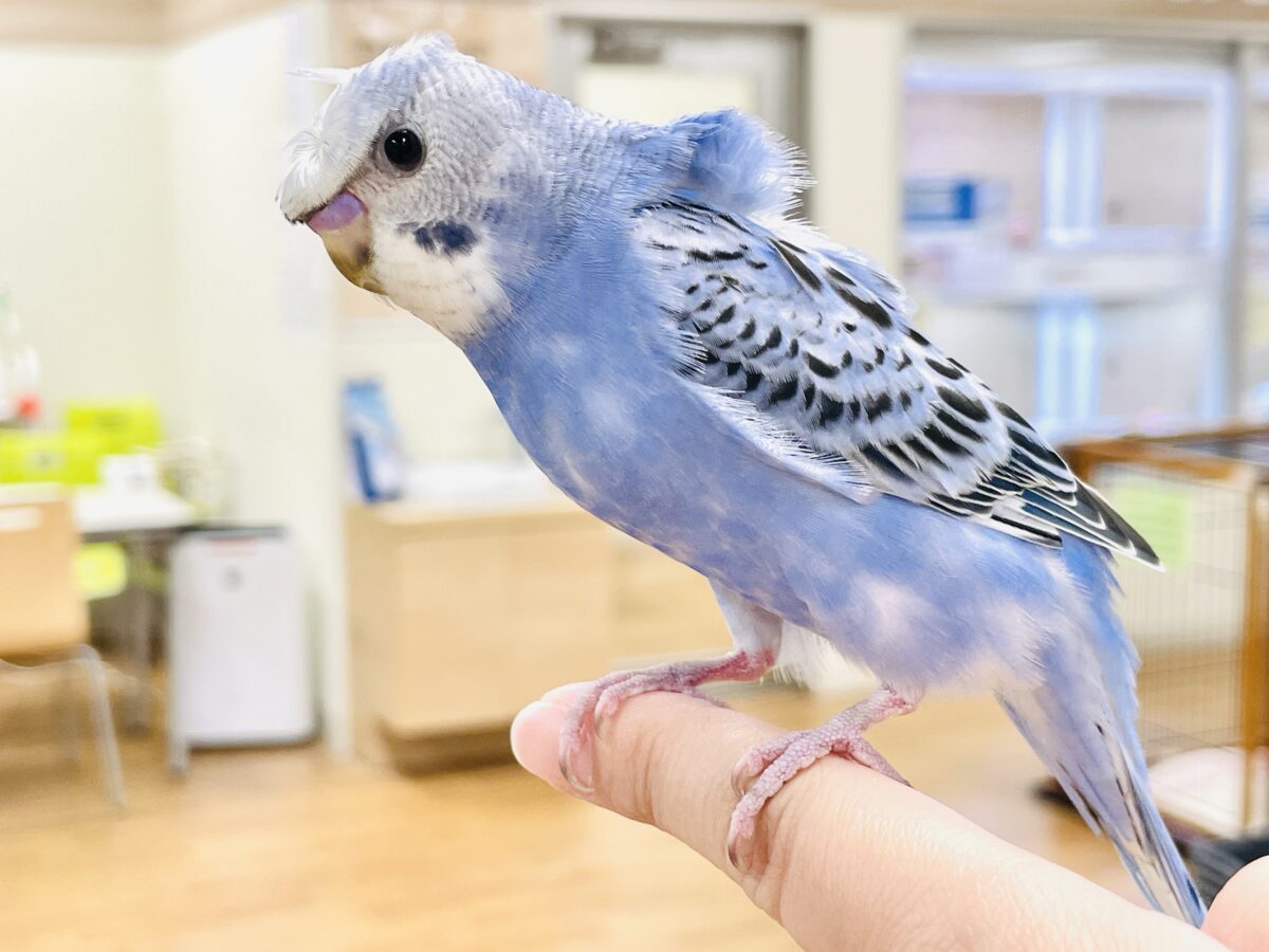 【最新画像】おカッパ頭がトレードマーク🪄梵天セキセイインコ(オパーリン) 梵天セキセイインコ