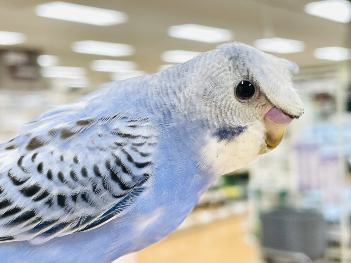 【最新画像】おカッパ頭がトレードマーク🪄梵天セキセイインコ(オパーリン) 梵天セキセイインコ