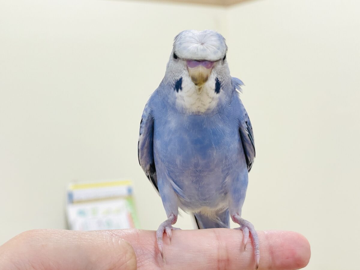 【最新画像】おカッパ頭がトレードマーク🪄梵天セキセイインコ(オパーリン) 梵天セキセイインコ