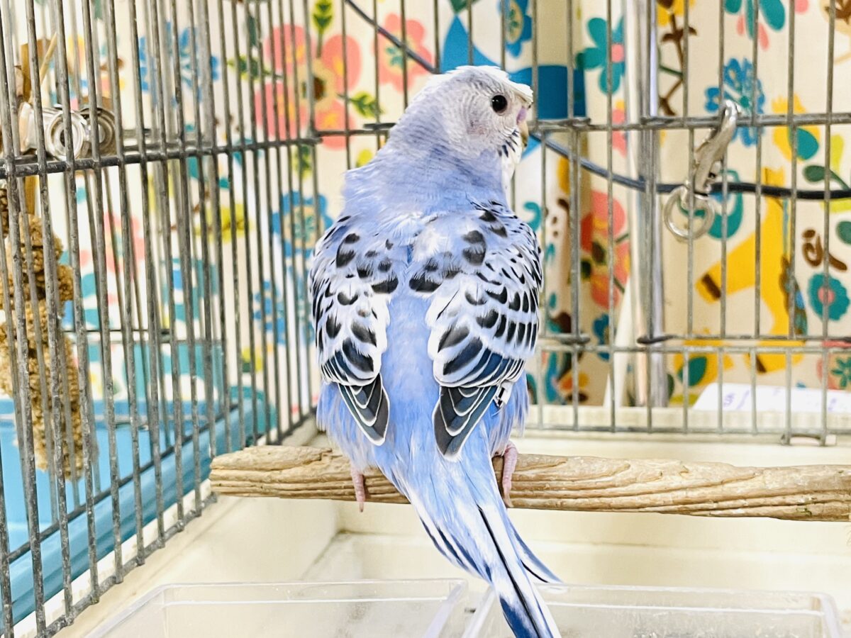【最新画像】おカッパ頭がトレードマーク🪄梵天セキセイインコ(オパーリン) 梵天セキセイインコ