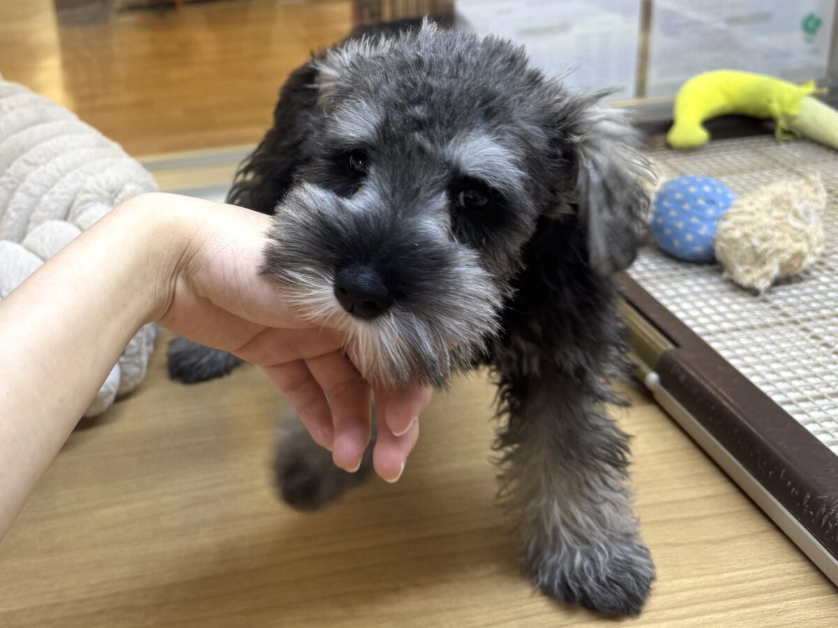 可愛すぎて滅!!ミニチュアシュナウザーがやってきた! ミニチュアシュナウザー