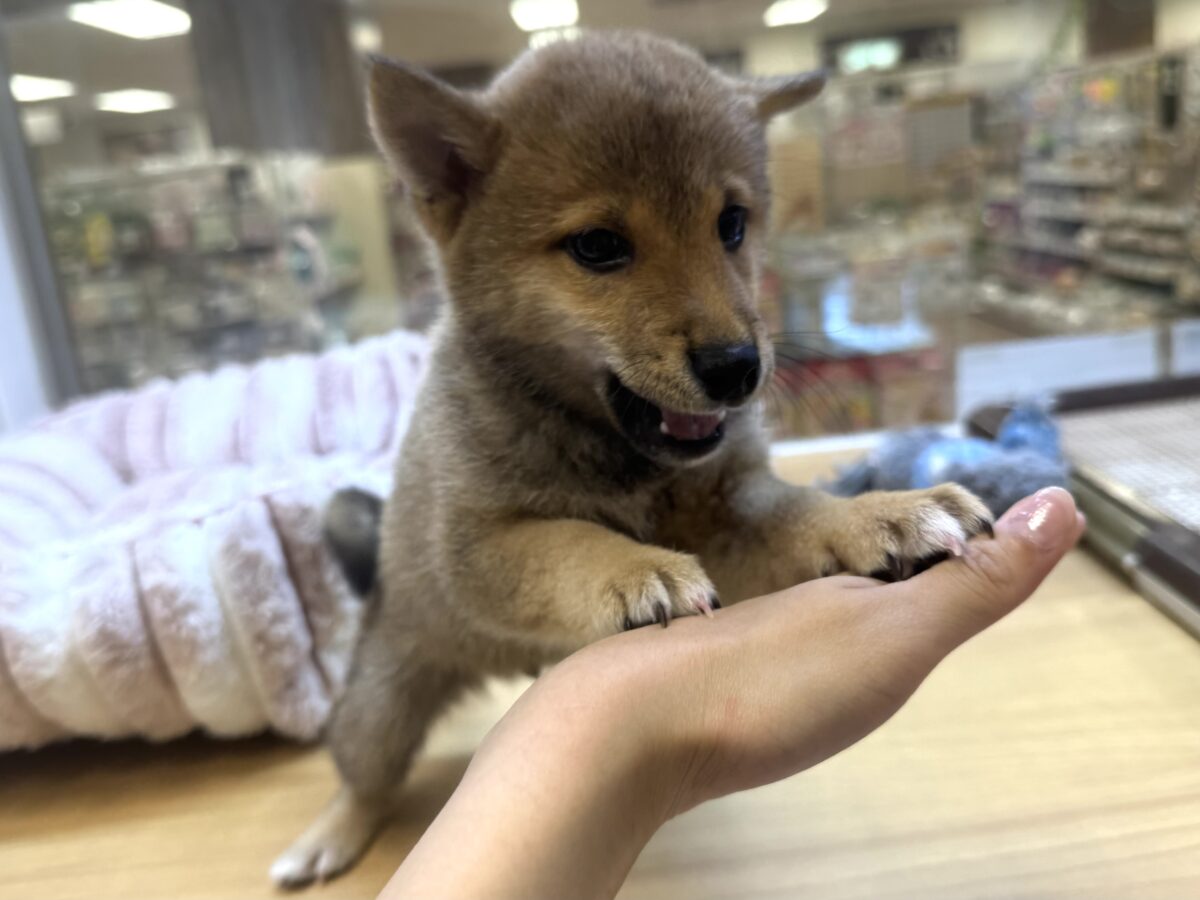 大人気♡豆柴の男の子がやってきた!🐕🩷 豆柴