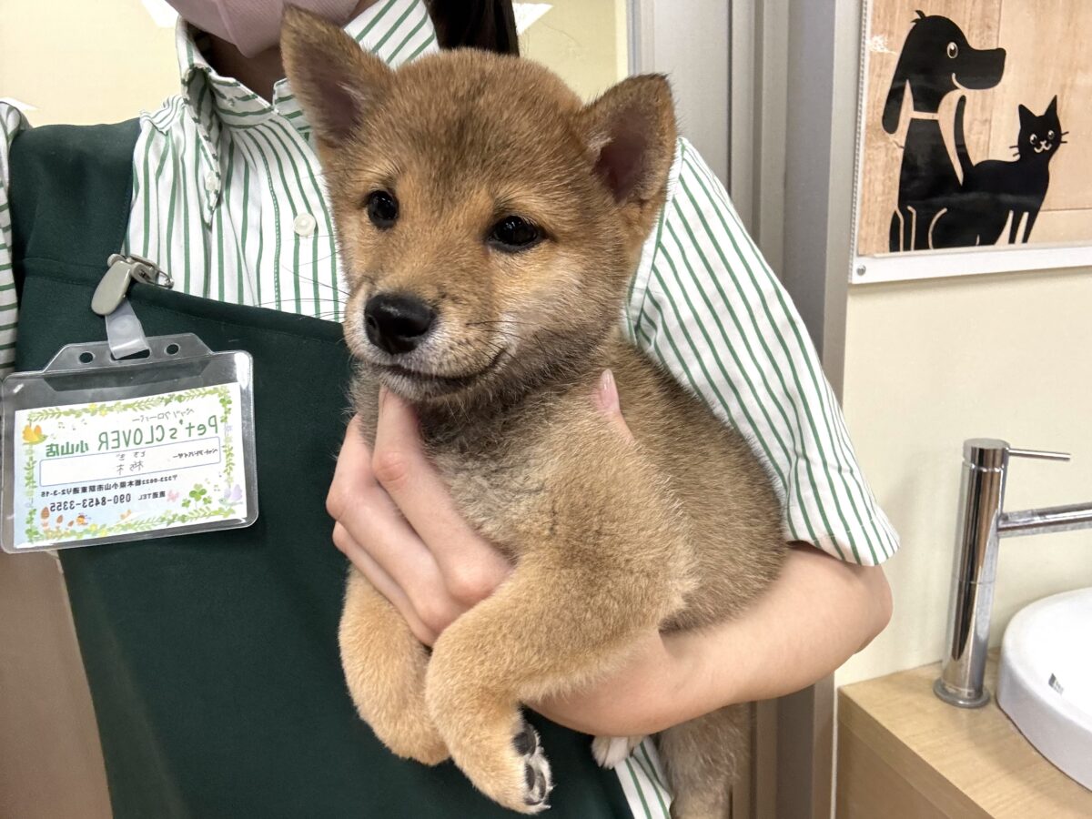 大人気♡豆柴の男の子がやってきた!🐕🩷 豆柴