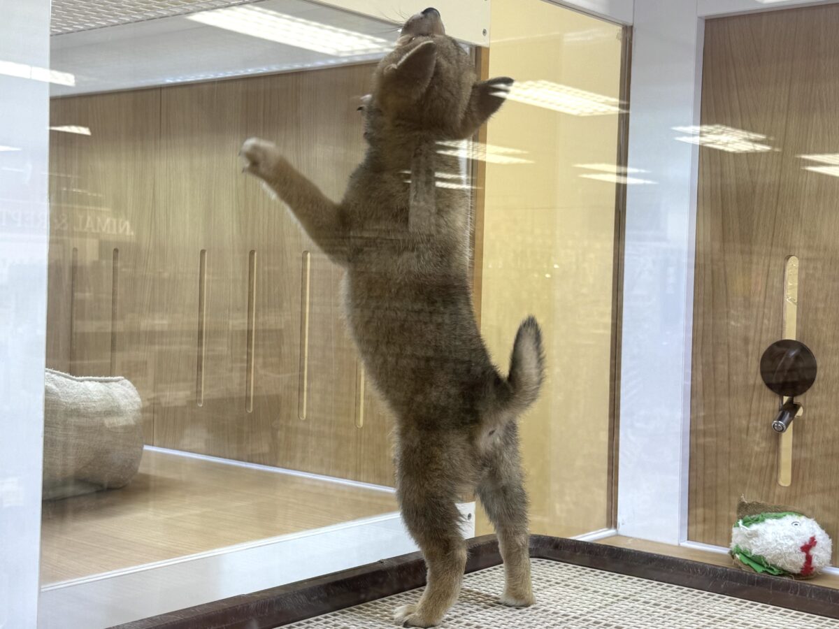 大人気♡豆柴の男の子がやってきた!🐕🩷 豆柴