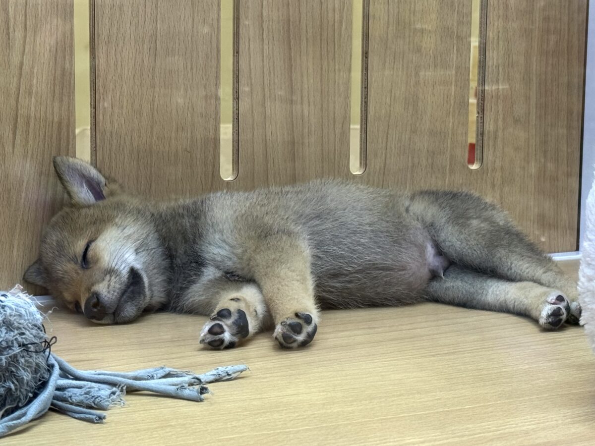 大人気♡豆柴の男の子がやってきた!🐕🩷 豆柴