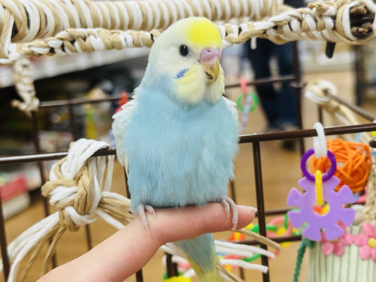 【最新画像】しゅわしゅわ爽やかラムネちゃん🐣🎐セキセイインコ(パステルレインボー) セキセイインコ
