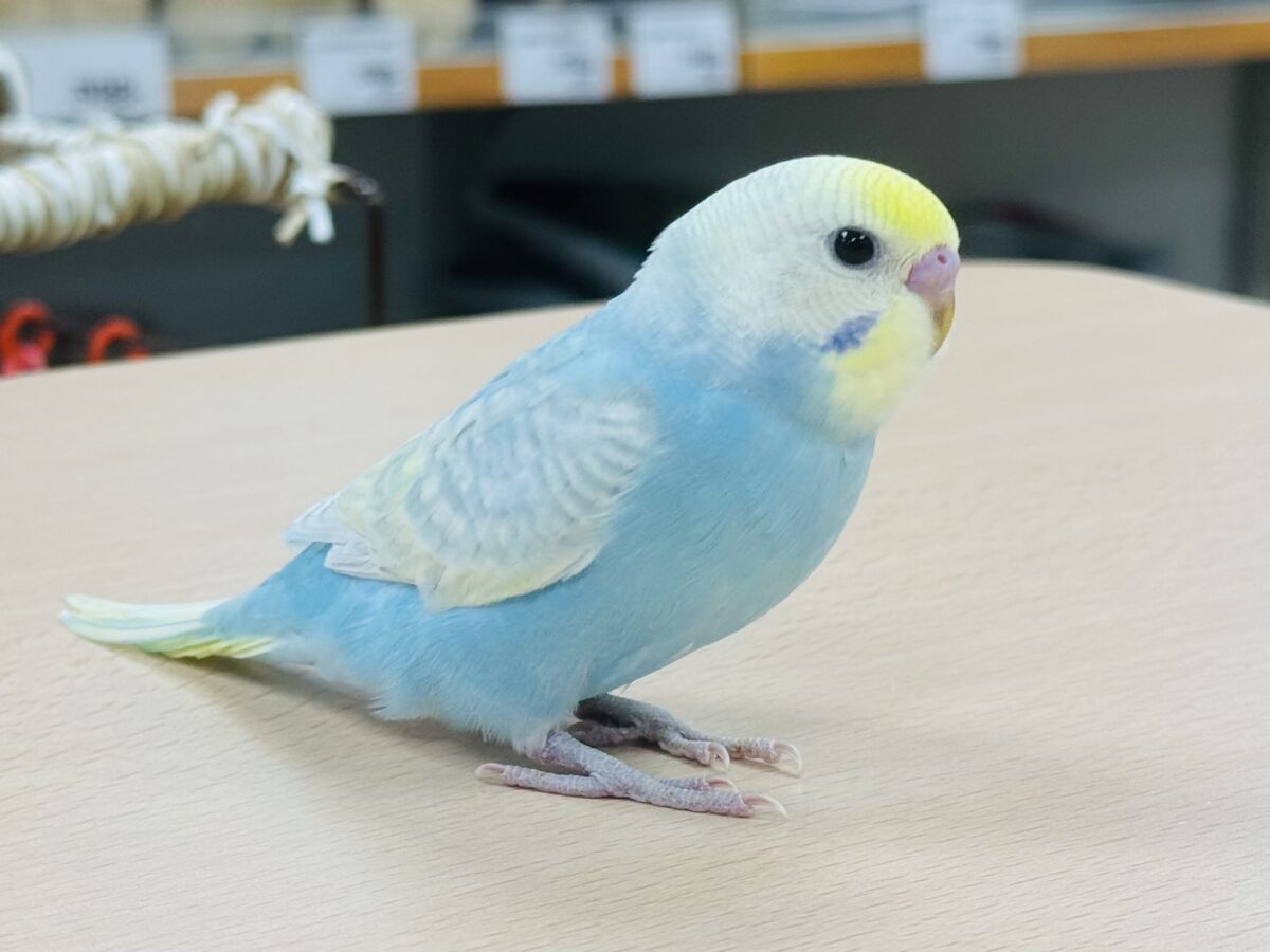 【最新画像】しゅわしゅわ爽やかラムネちゃん🐣🎐セキセイインコ(パステルレインボー) セキセイインコ