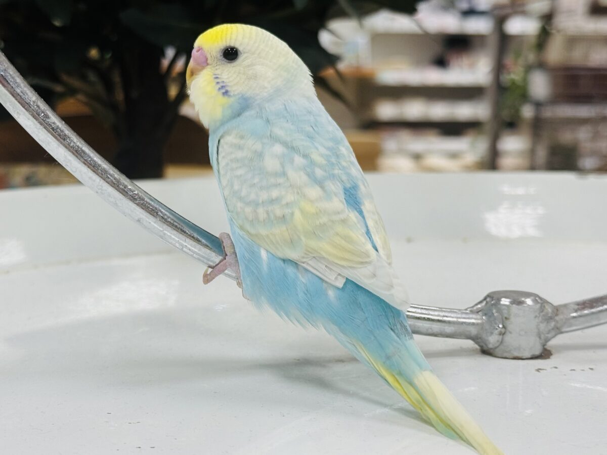 【最新画像】しゅわしゅわ爽やかラムネちゃん🐣🎐セキセイインコ(パステルレインボー) セキセイインコ
