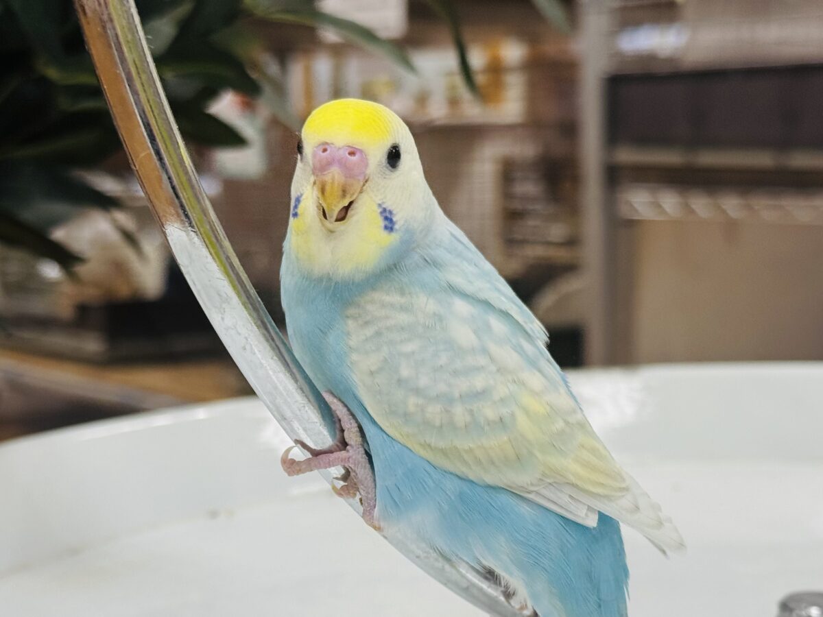 【最新画像】しゅわしゅわ爽やかラムネちゃん🐣🎐セキセイインコ(パステルレインボー) セキセイインコ