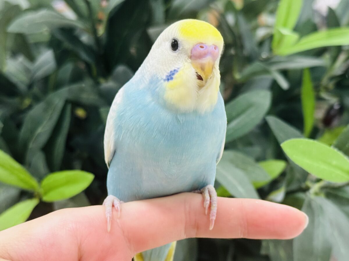 【最新画像】しゅわしゅわ爽やかラムネちゃん🐣🎐セキセイインコ(パステルレインボー) セキセイインコ