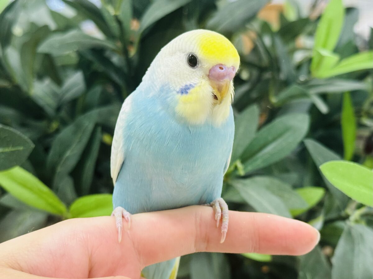 【最新画像】しゅわしゅわ爽やかラムネちゃん🐣🎐セキセイインコ(パステルレインボー) セキセイインコ