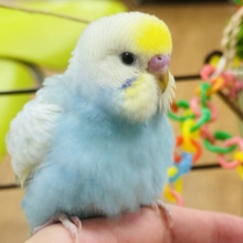 【最新画像】しゅわしゅわ爽やかラムネちゃん🐣🎐セキセイインコ(パステルレインボー)
