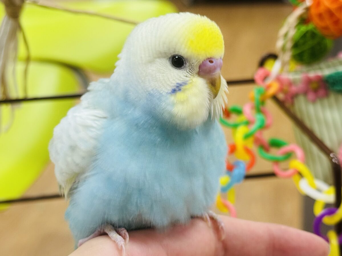 【最新画像】しゅわしゅわ爽やかラムネちゃん🐣🎐セキセイインコ(パステルレインボー) セキセイインコ