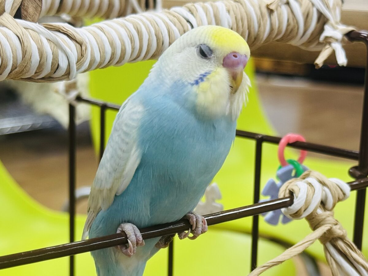 【最新画像】しゅわしゅわ爽やかラムネちゃん🐣🎐セキセイインコ(パステルレインボー) セキセイインコ