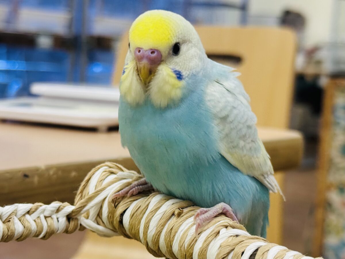 【最新画像】しゅわしゅわ爽やかラムネちゃん🐣🎐セキセイインコ(パステルレインボー) セキセイインコ