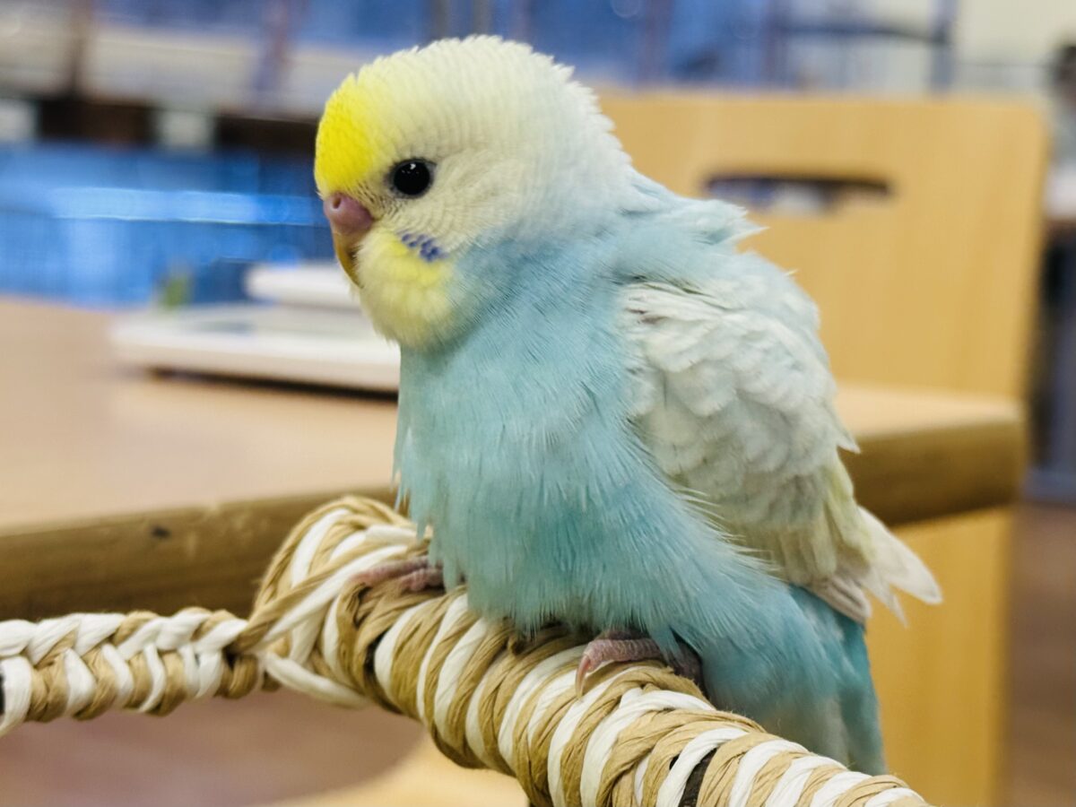 【最新画像】しゅわしゅわ爽やかラムネちゃん🐣🎐セキセイインコ(パステルレインボー) セキセイインコ