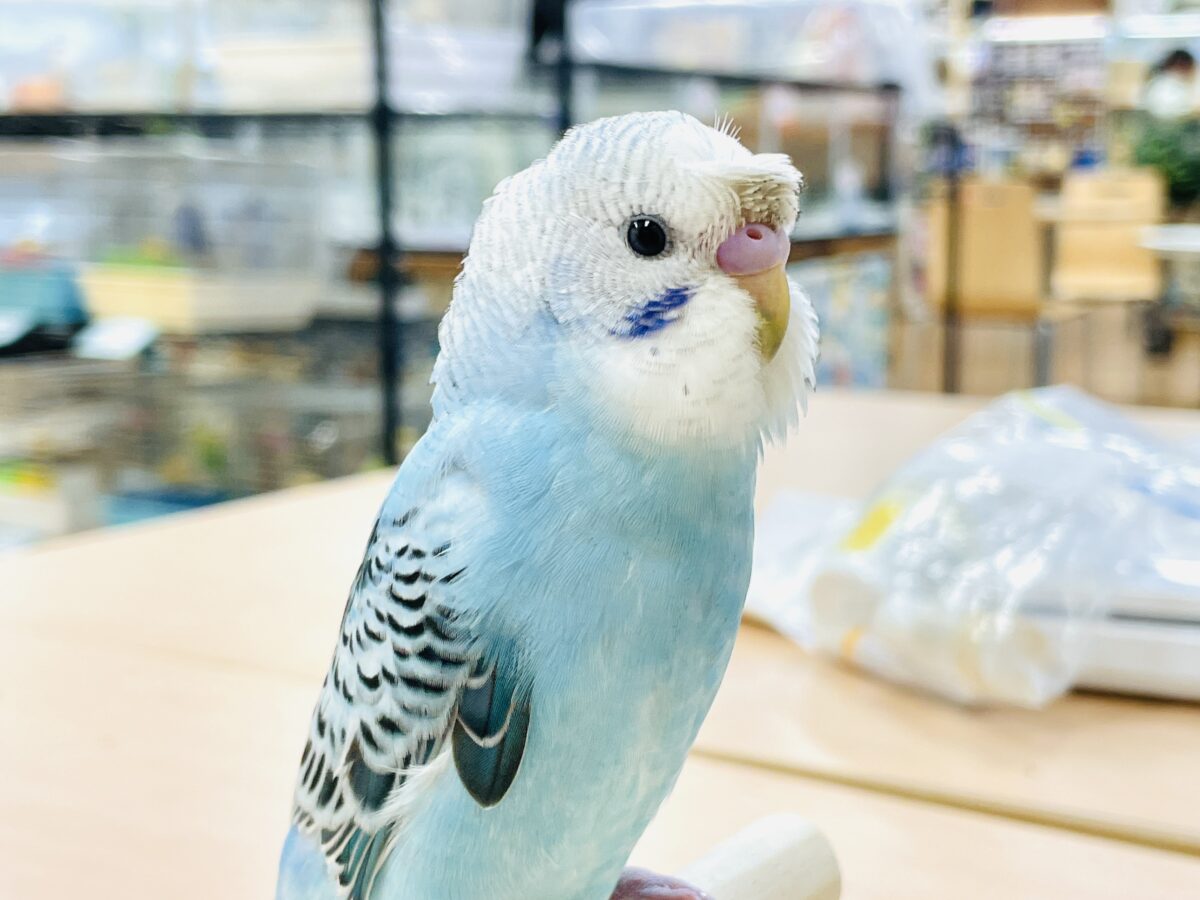 【最新画像】夏だからサンバイザーつけてきたよ🏖☀️梵天セキセイインコ(オパーリン)ヒナ 梵天セキセイインコ