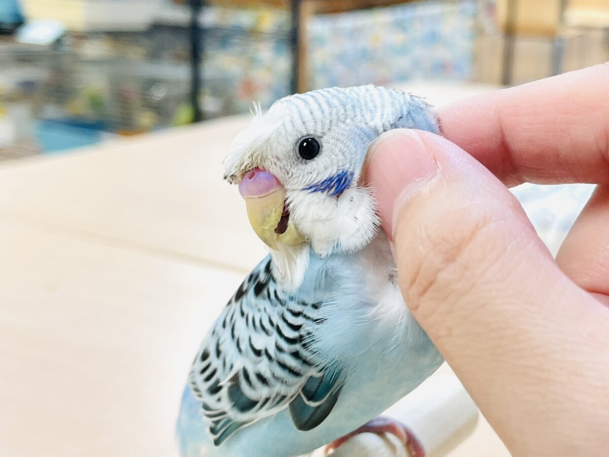 【最新画像】夏だからサンバイザーつけてきたよ🏖☀️梵天セキセイインコ(オパーリン)ヒナ 梵天セキセイインコ