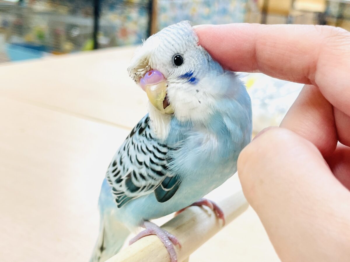 【最新画像】夏だからサンバイザーつけてきたよ🏖☀️梵天セキセイインコ(オパーリン)ヒナ 梵天セキセイインコ