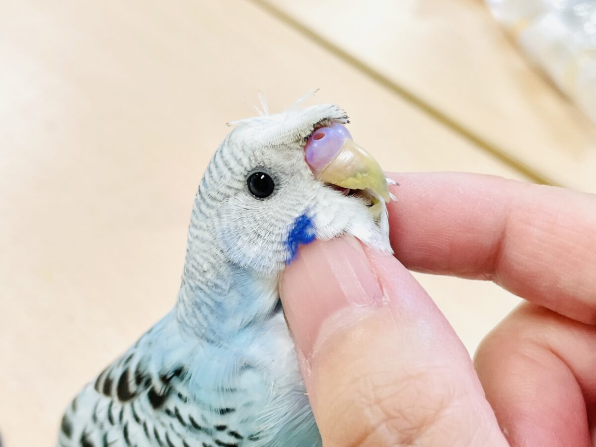 【最新画像】夏だからサンバイザーつけてきたよ🏖☀️梵天セキセイインコ(オパーリン)ヒナ 梵天セキセイインコ